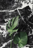 Керамогранит Imola Ceramica GRAAN612RM The Room 60x120