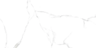 Керамогранит Alma Ceramica GFU60120CRR00R Carrara 60х120