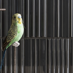 Плитка 41ZERO42 4100324 WigWag Black 7,5x15