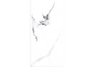 Керамогранит Primavera Videl Bianco Polished PR222 60x120